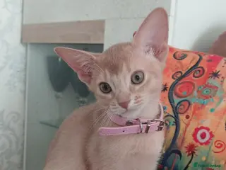 Abyssinian cats Beautiful Abyssinian Kittens - Advert 3