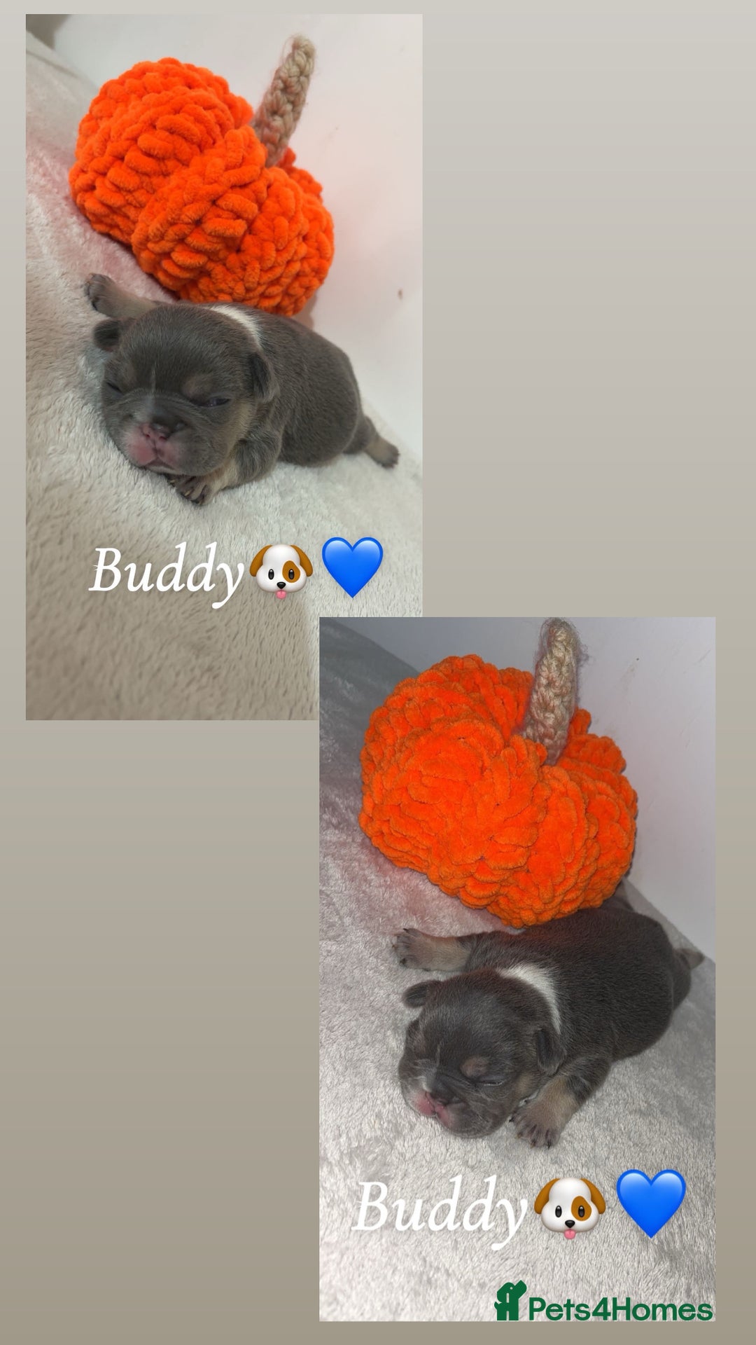 French Bulldog dogs for sale: Frenchie pups - Image 6
