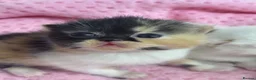 Exotic cats for sale: 3 beautiful quality exotic kittens - Advert 8