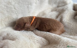 Mini Goldendoodle dogs for sale: Miniature Golden Doodles - Image 10