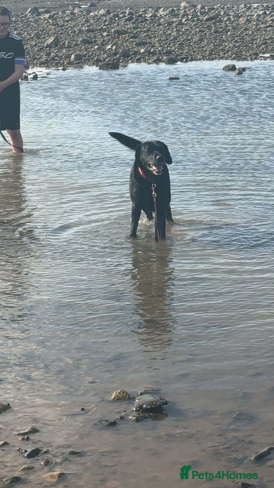 Mixed Breed dogs Labrador x for rehome - Advert 15