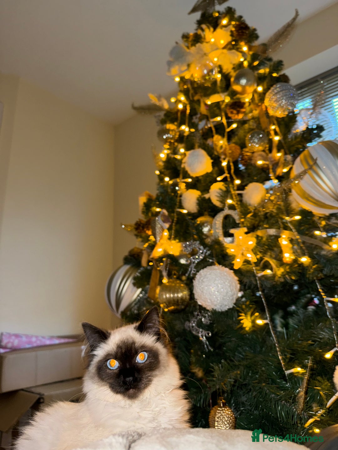 Ragdoll cats for sale: GCCF registered Ragdoll  - Advert 2