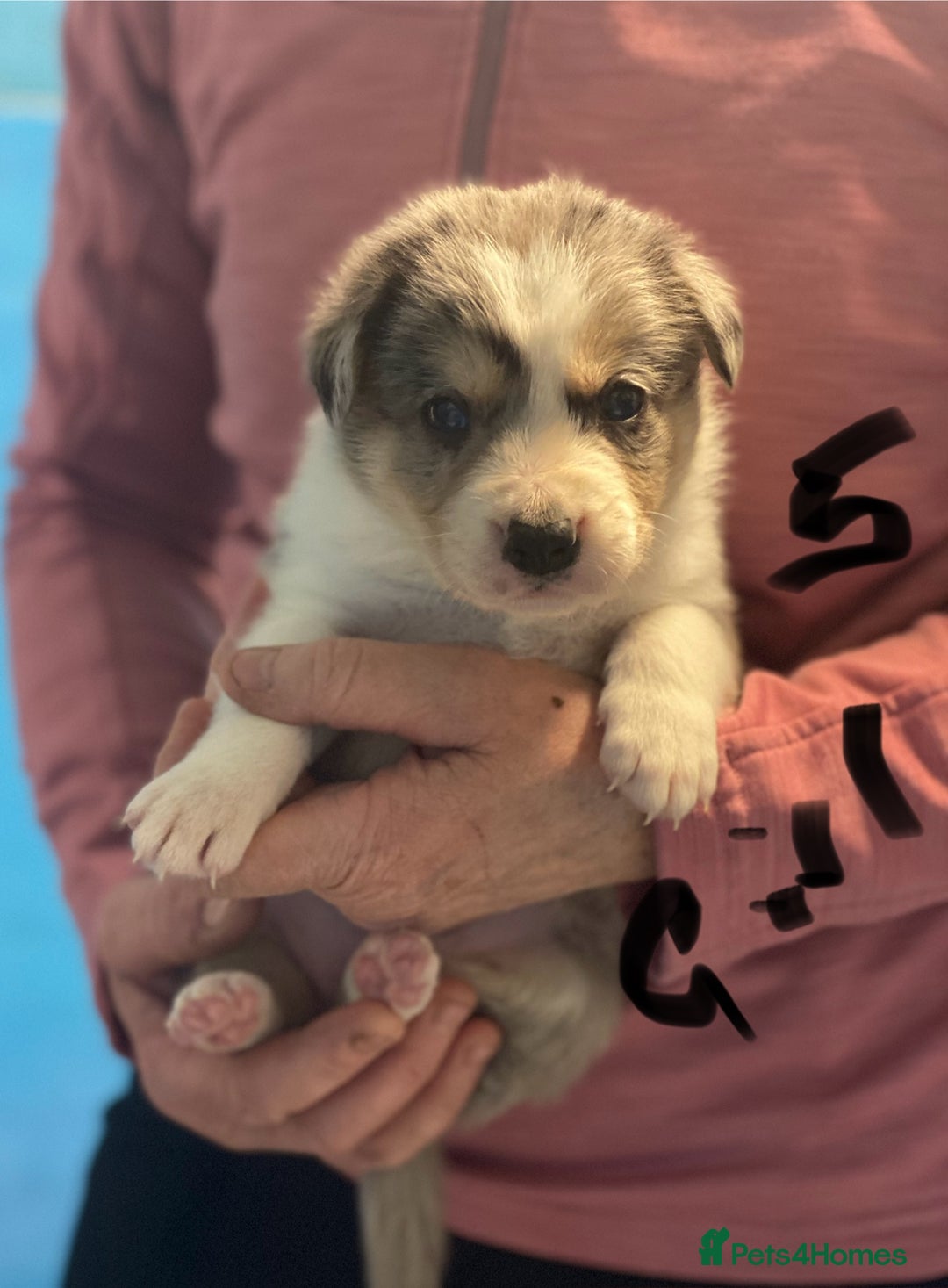Border Collie dogs for sale: Pure border collie puppies - Advert 6