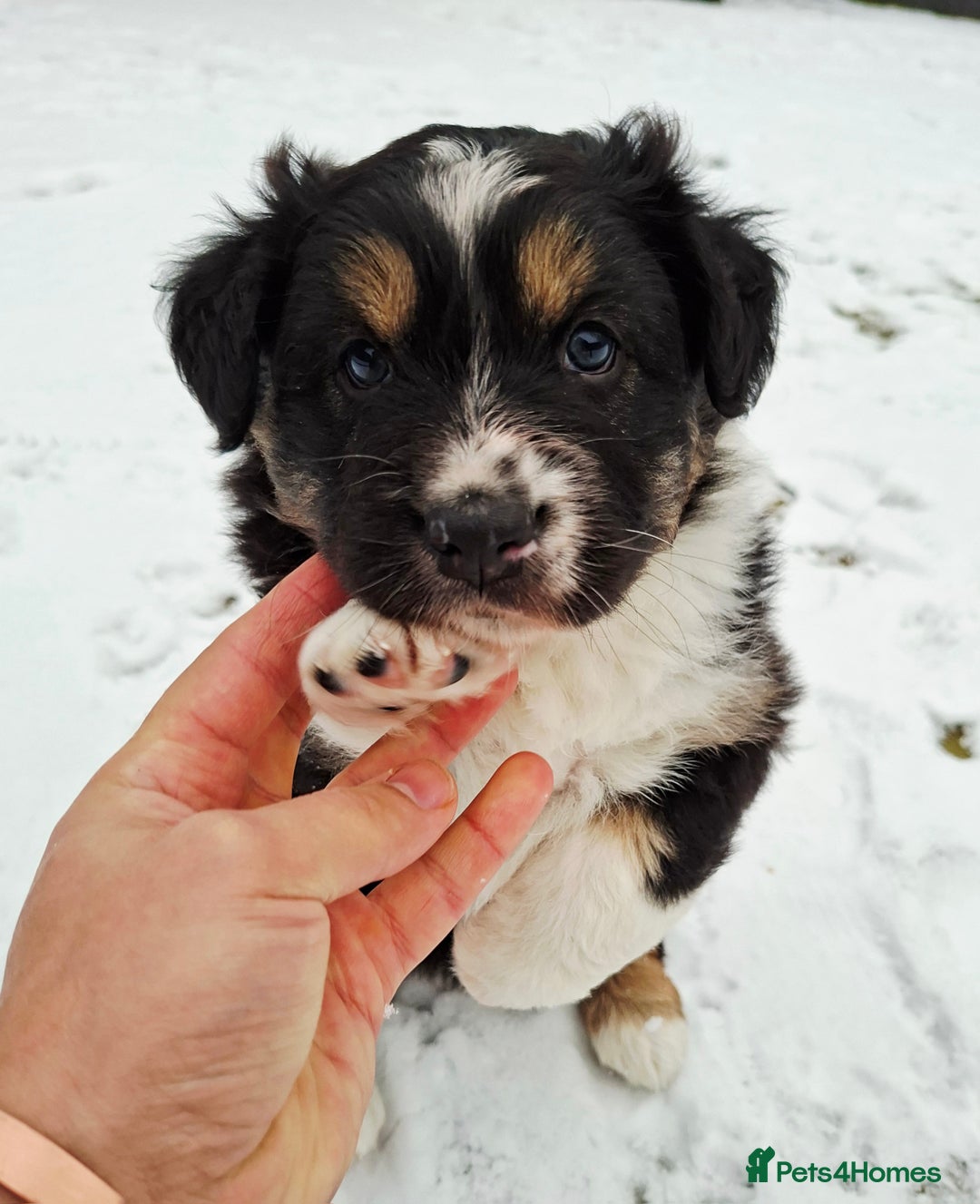 Australian Shepherd dogs for sale: Beautiful Australian Shepherd puppy for sale  - Advert 6