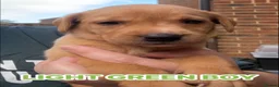 Labrador Retriever dogs for sale: Fox red Labrador puppies  - Advert 14