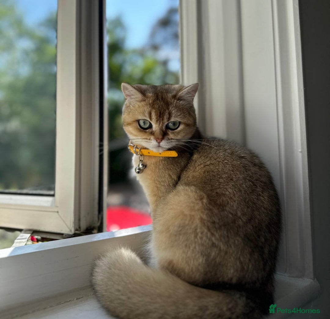 British Longhair cats for sale: Stunning British Longhair Kittens Ready to collect - Image 39