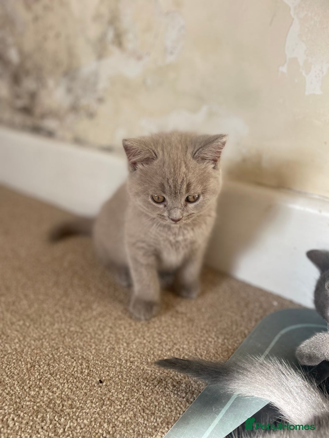 Russian Blue cats for sale: Gorgeous Russian blue/British Shorthair kittens - Advert 22