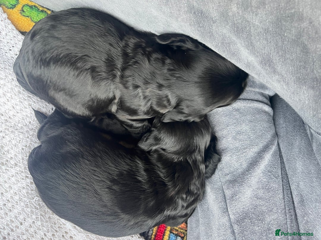 Cockapoo dogs for sale: Cockapoo X Coker spaniel  - Image 9