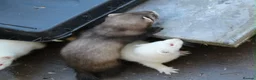 Ferret rodents for sale: Ferrets  in Castleford - Advert 4