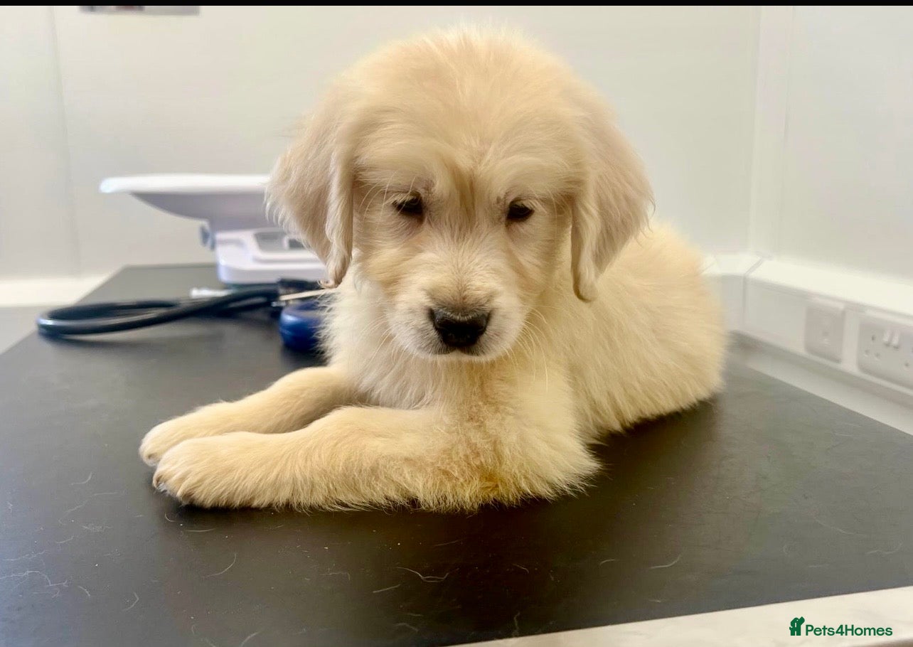 Golden Retriever dogs Stunning English cream golden retriever puppies - Advert 17