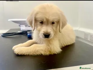 Golden Retriever dogs Stunning English cream golden retriever puppies - Advert 1