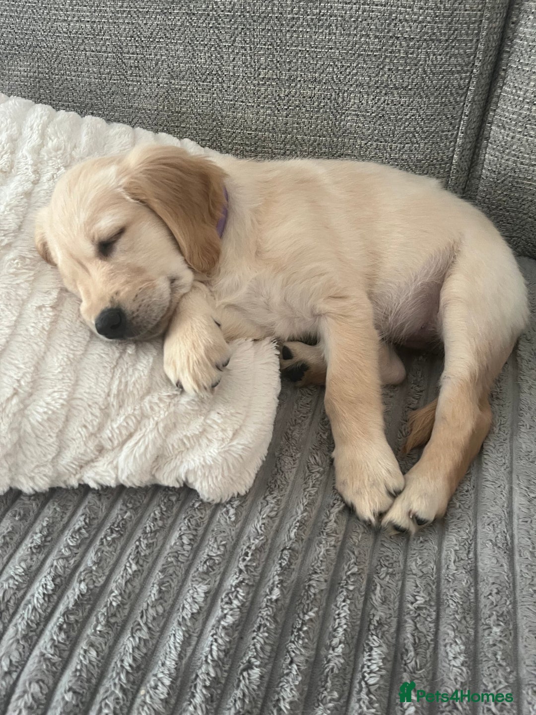 Golden Retriever dogs for sale: Golden retriever  - Advert 14