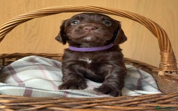 Cocker Spaniel dogs for sale: Beautiful KC REG Working Cocker Spaniel Puppies - Image 9