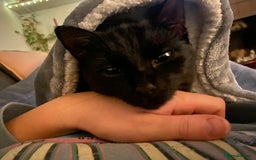 Domestic Shorthair cats for sale: Female cat for rehoming  - Image 7