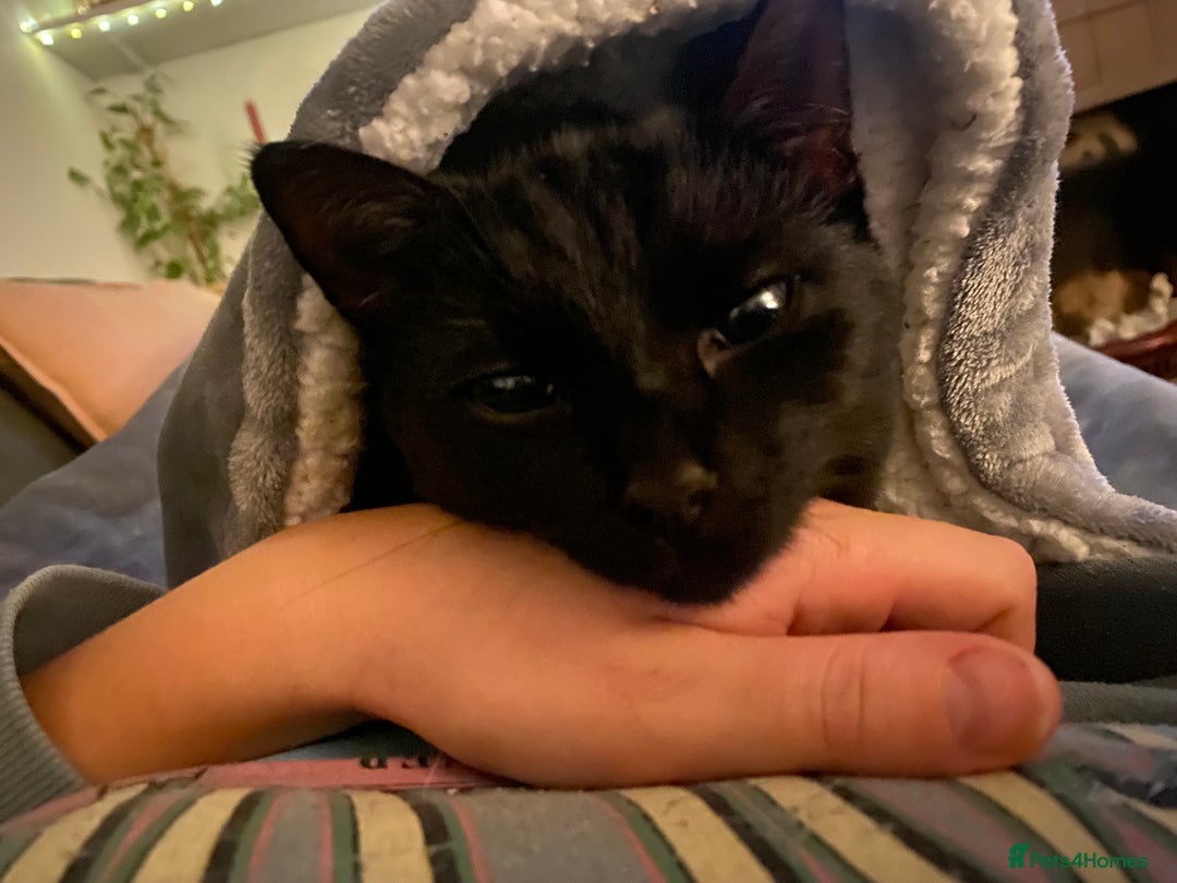 Domestic Shorthair cats for sale: Female cat for rehoming  - Image 7