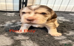 Cocker Spaniel dogs for sale: Cocker Spaniel Pups, KC, Health Tested, Champ Line - Image 3