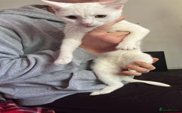 Turkish Angora cats for sale: Cats  - Image 2