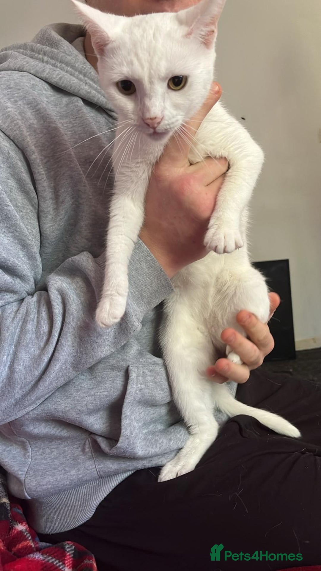 Turkish Angora cats for sale: Cats  - Image 2