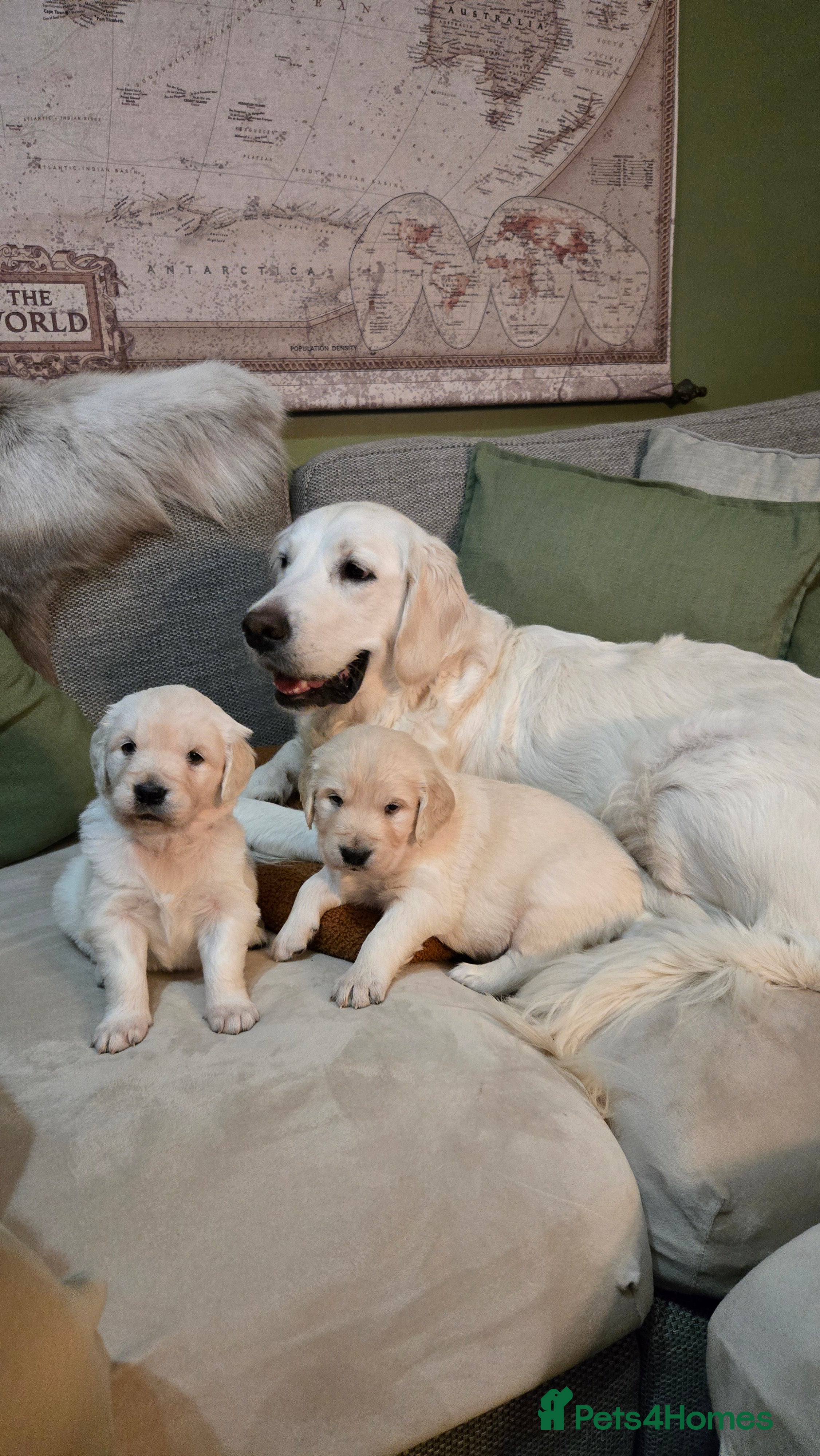 Golden Retriever dogs English Cream/Golden Retriever puppies - Advert 3