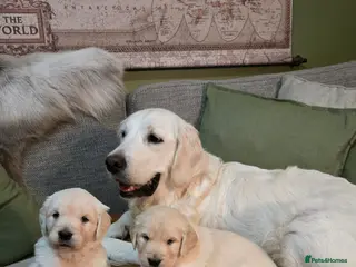 Golden Retriever dogs English Cream/Golden Retriever puppies - Advert 3