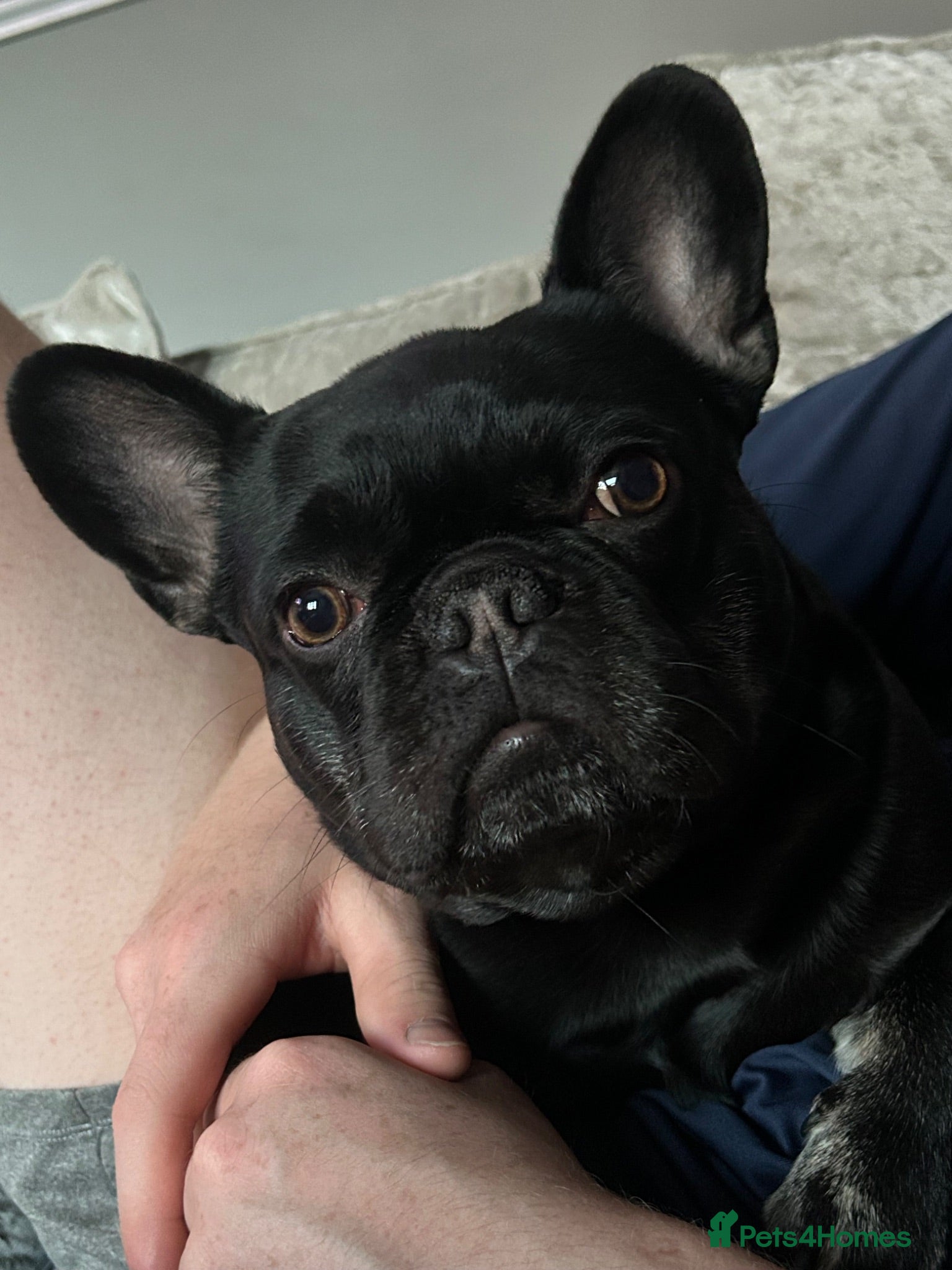 Mixed Breed dogs Fred the frenchie - Advert 3