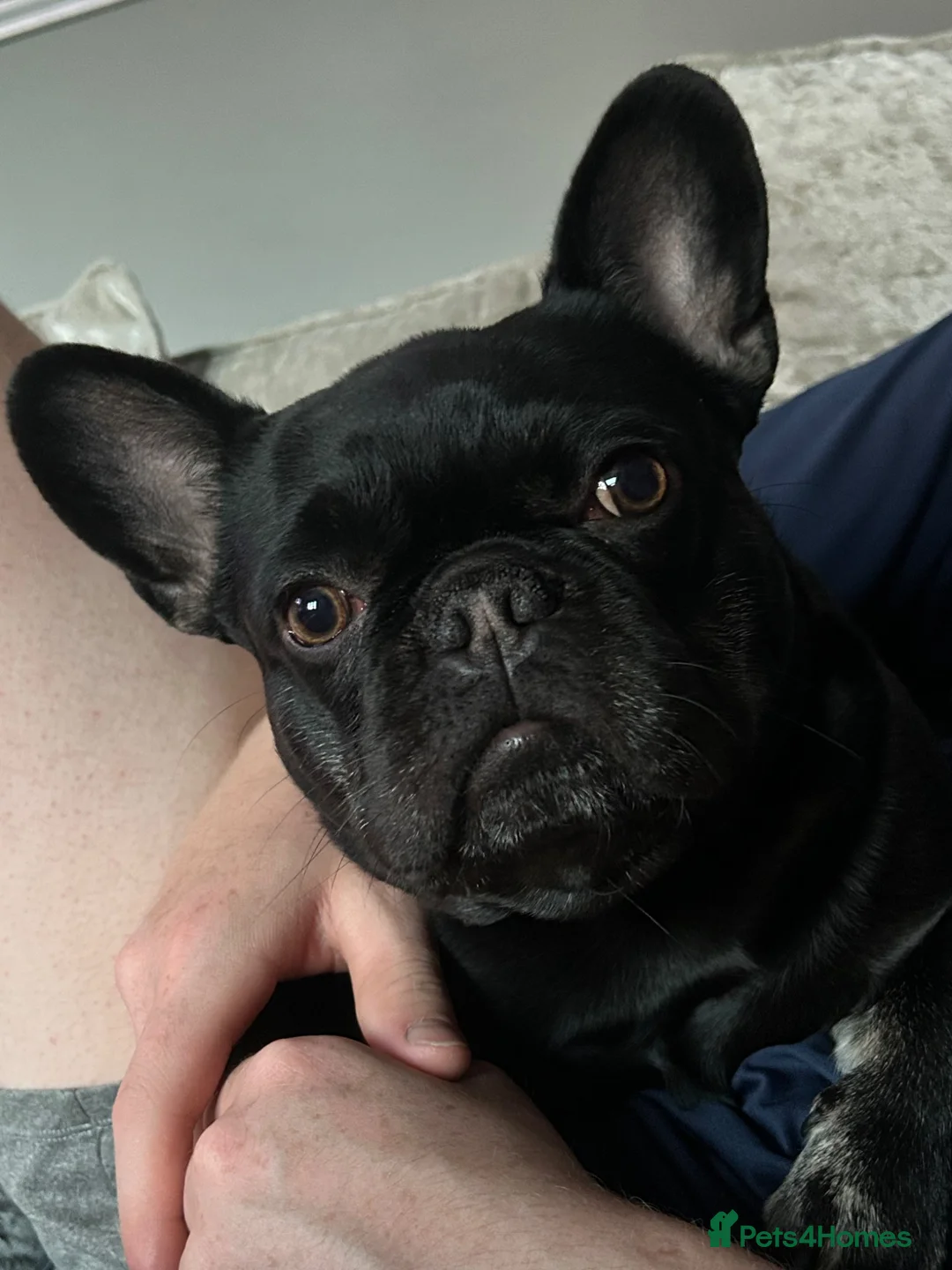 Mixed Breed dogs for sale: Fred the frenchie - Advert 1