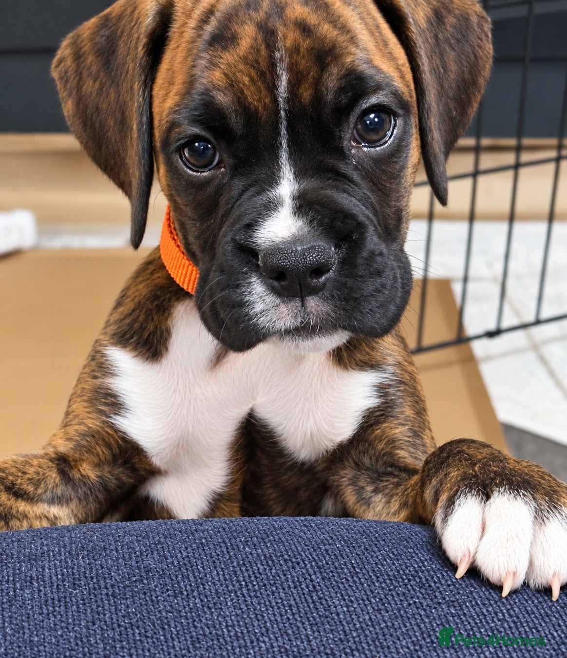 Boxer dogs K.C reg. both parents heart scored 0 - Advert 1