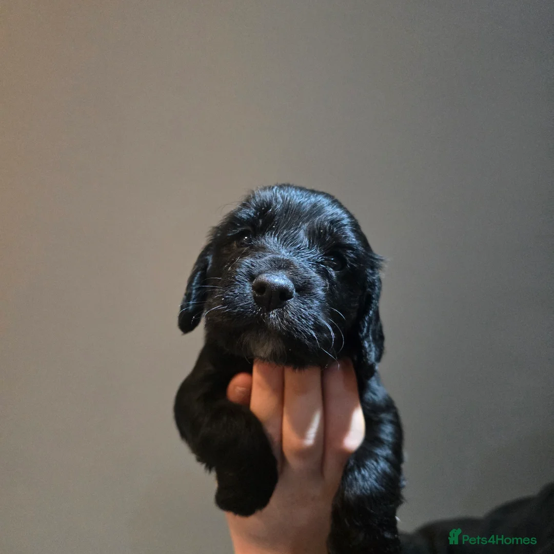 Cocker Spaniel dogs for sale: Cocker spaniel puppies for sale  - Advert 16