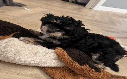 Mixed Breed dogs for sale: Maltese cross yorkshire cross shih tzu for sale - Advert 12