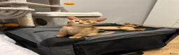 Abyssinian cats for sale: Abyssinian kittens  - Advert 21