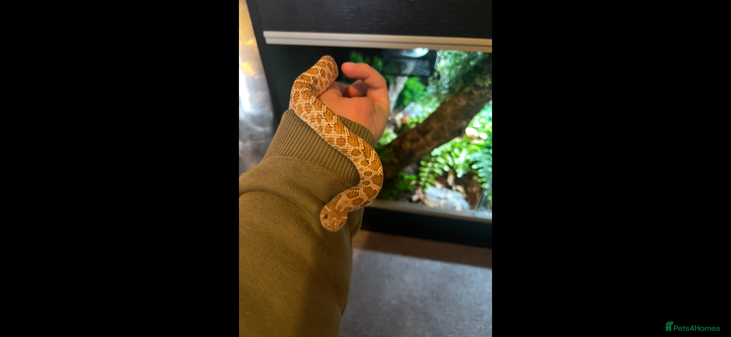 Snake reptiles Hognose snake and set up - Advert 10