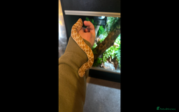 Snake reptiles for sale: Hognose snake and set up - Image 1