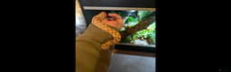 Snake reptiles for sale: Hognose snake and set up - Advert 1