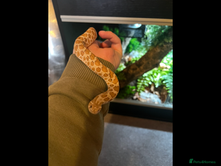 Snake reptiles - Advert 1