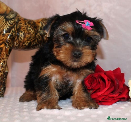 Yorkshire Terrier dogs lovely Yorkshire terrier - Advert 14