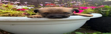 Border Terrier 3