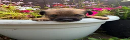 Border Terrier dogs for sale: Beautiful kc reg Border terriers  - Advert 8