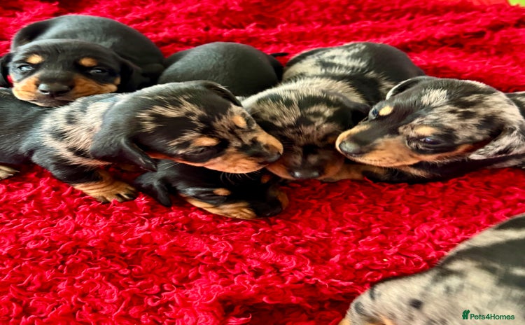 Dachshund dogs - Advert 7