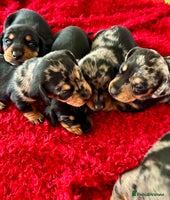 Dachshund dogs - Advert 4