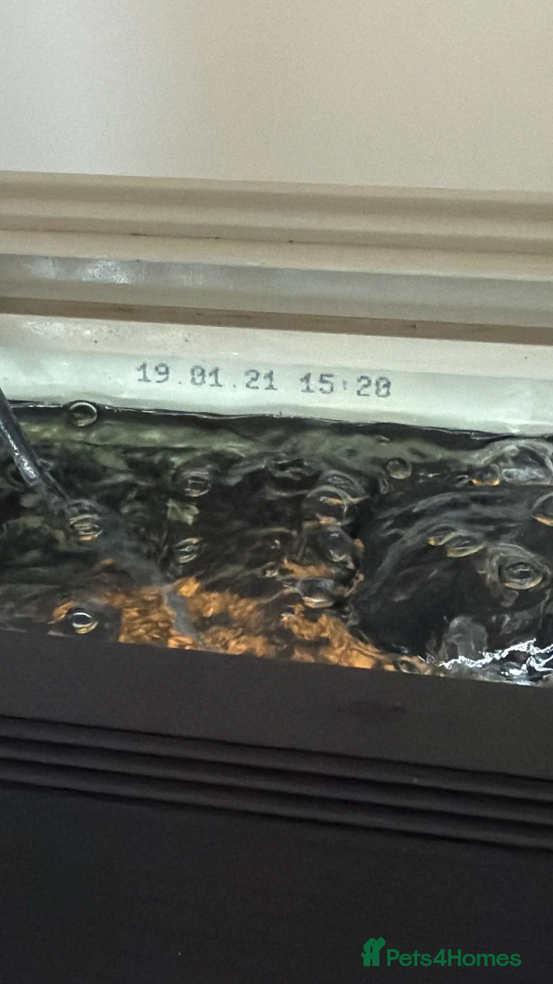 Cichlids fish for sale: Eheim vivaline 240 full set up - Advert 23