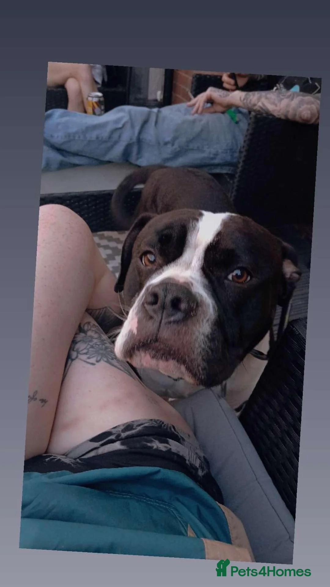 Alapaha Blue Blood Bulldog dogs for sale: Alapaha blue blood bulldog  - Advert 1