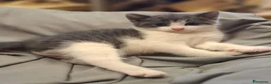 Little Grey and White Male