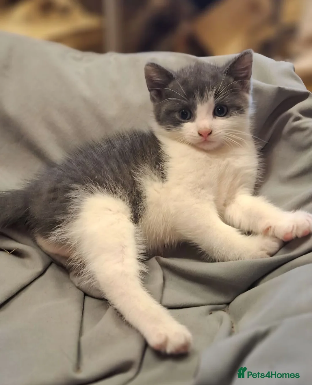 Mixed Breed cats for sale: 2 Gorgeous Grey Friendly Kittens Ready Now - Advert 10