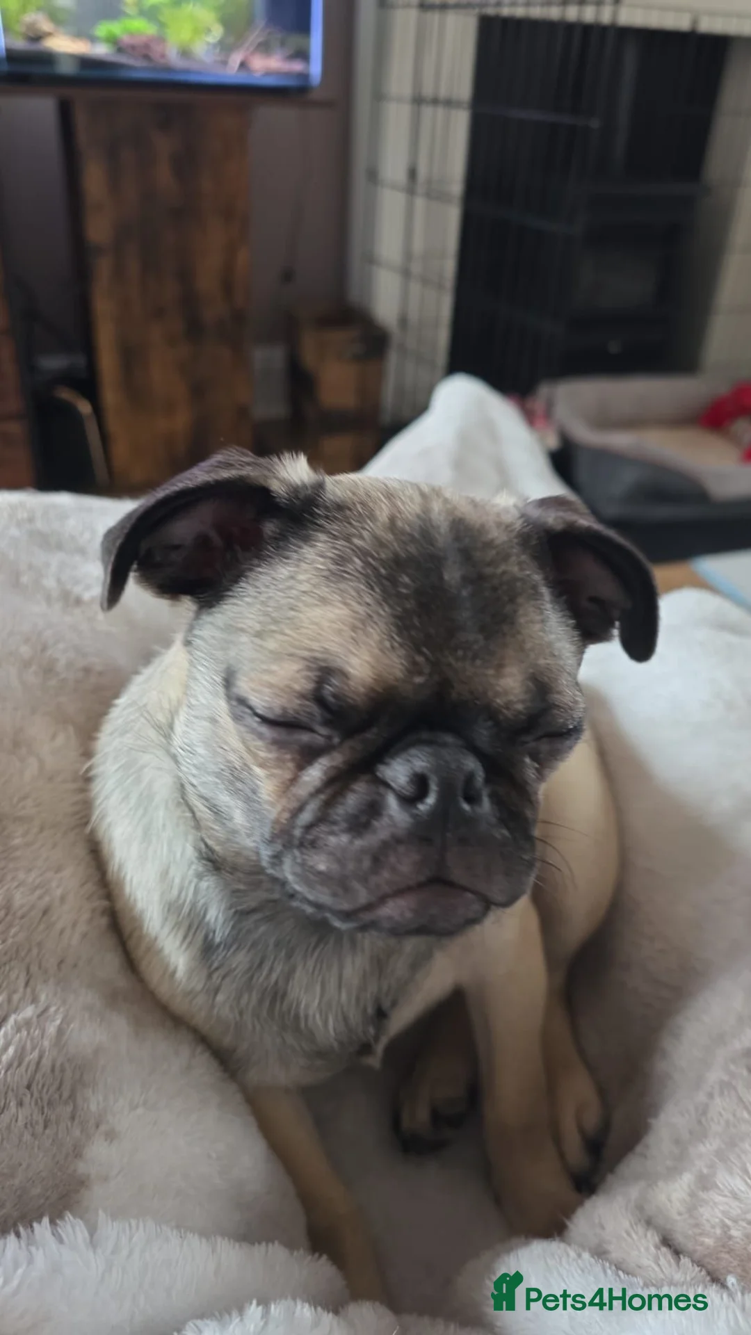 Pug dogs for sale: Loving 10 month female silver fawn pug  - Advert 2