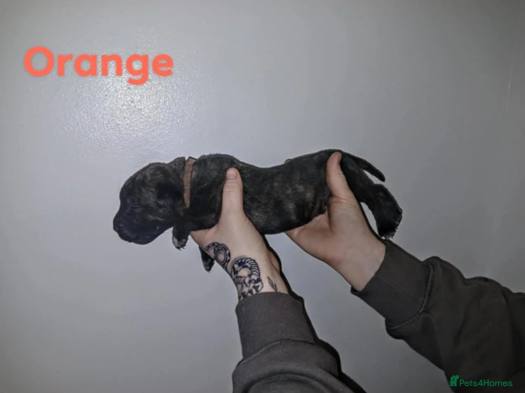 Mixed Breed dogs for sale: CANE CORSO X PRESA CANARIO PUPS £750 - Advert 16