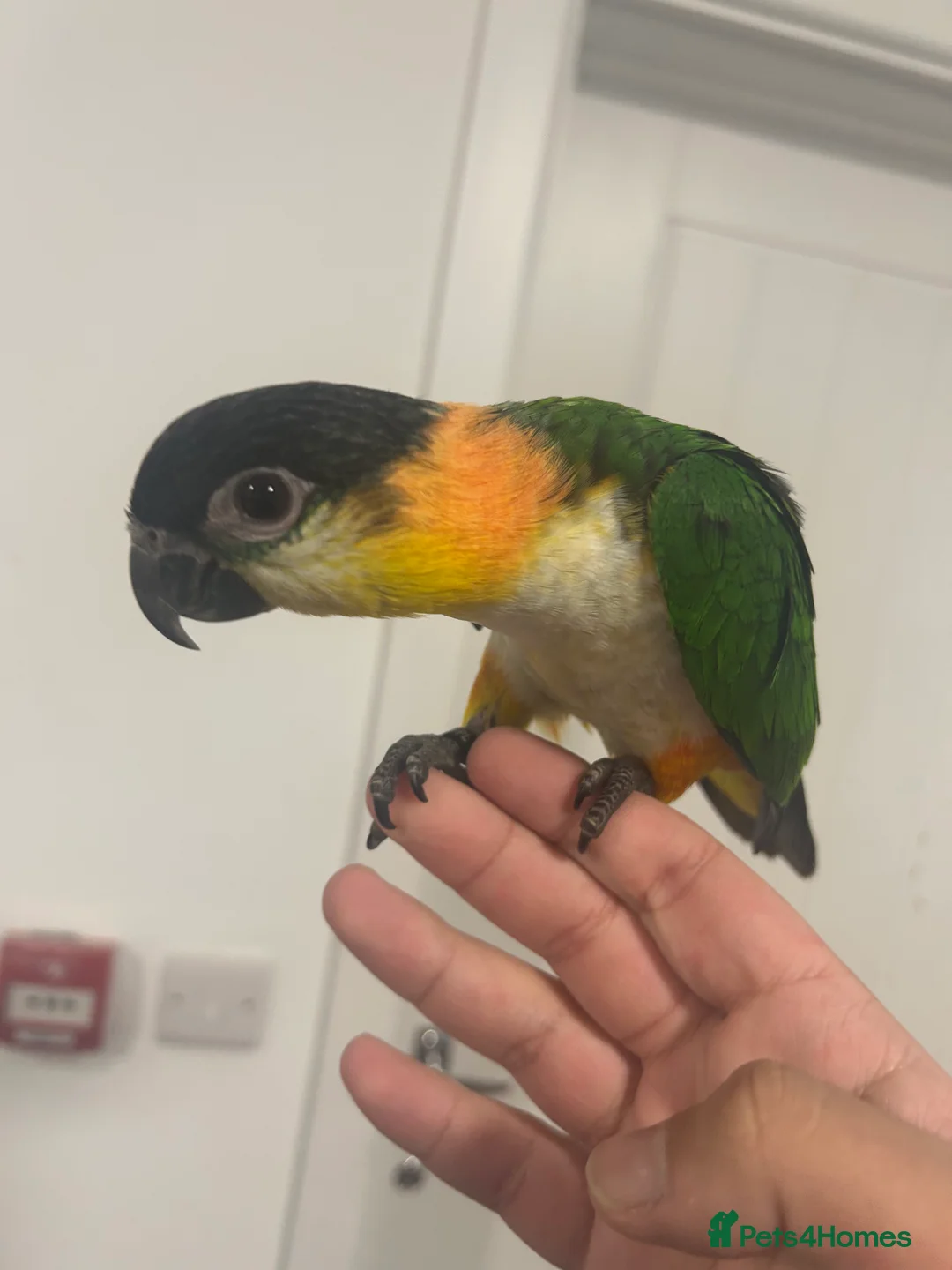 Parrots birds for sale: Hand Reared Baby Black Headed Caiques  - Advert 6