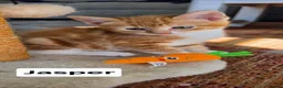 Mixed Breed cats for sale: 4 Beautiful kittens - Advert 20