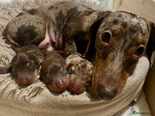 Miniature Dachshund dogs 2 little ladies KC registered - Advert 18