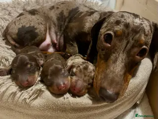 Miniature Dachshund dogs 2 little ladies KC registered - Advert 11