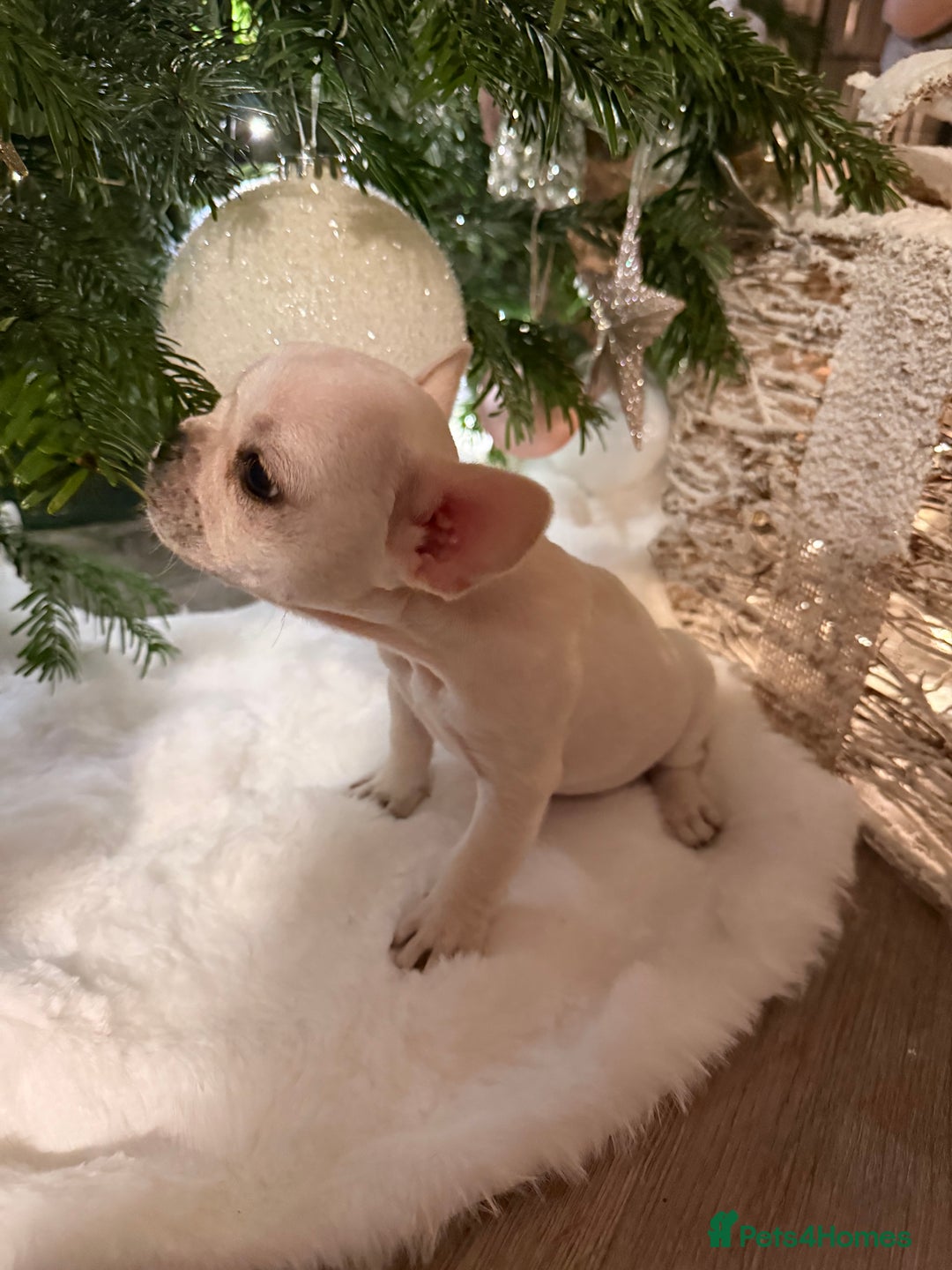 French Bulldog dogs for sale: Super Special KC Registered French Bulldog Puppies - Advert 14